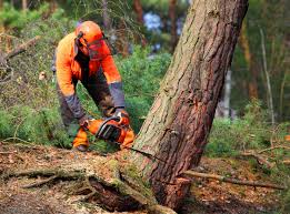 How Our Tree Care Process Works  in  Lake Dallas, TX